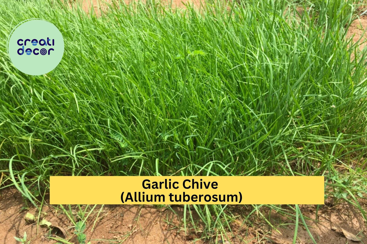 70 Garlic Chive Bare Root Plants – Allium tuberosum Perennial Herb for Culinary Use, Edible Green Leaves & White Flowers