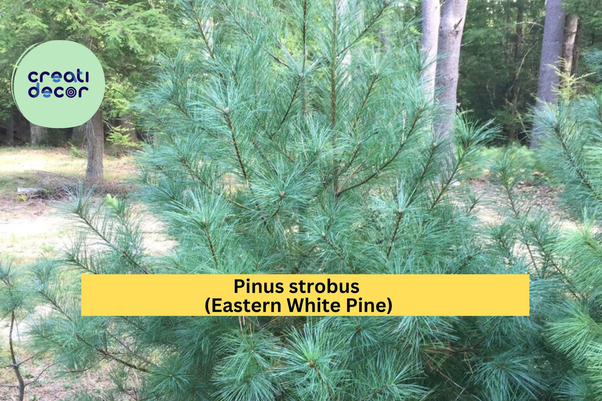 Eastern White Pine Tree Seedlings – Lot of 3 Bare Root Transplants, 24–30 Inches Tall, Pinus strobus Evergreen for Landscaping