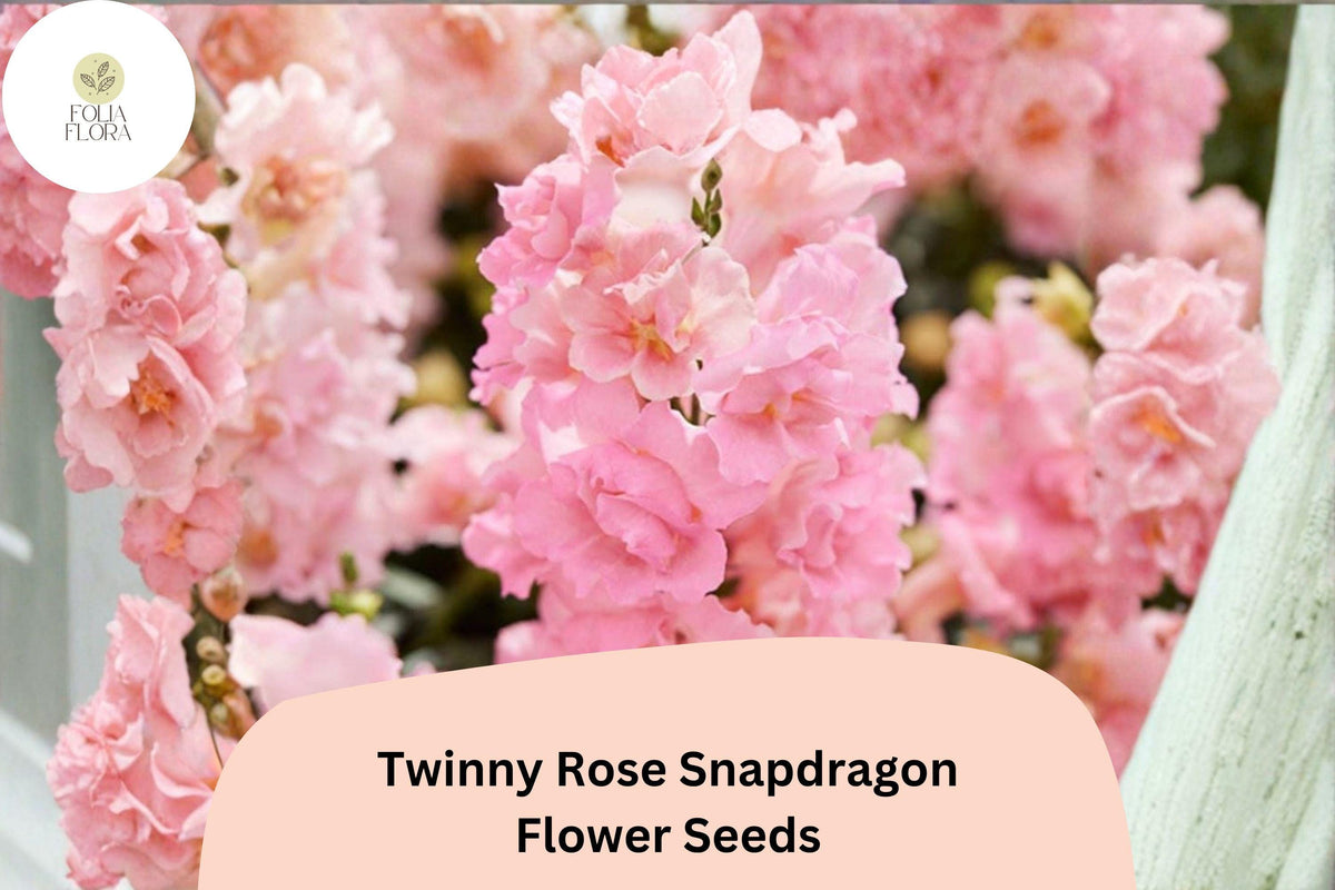 1000+ Twinny Rose Snapdragon Seeds | Antirrhinum majus | Double Rose Pink Blooms for Beds, Borders & Containers