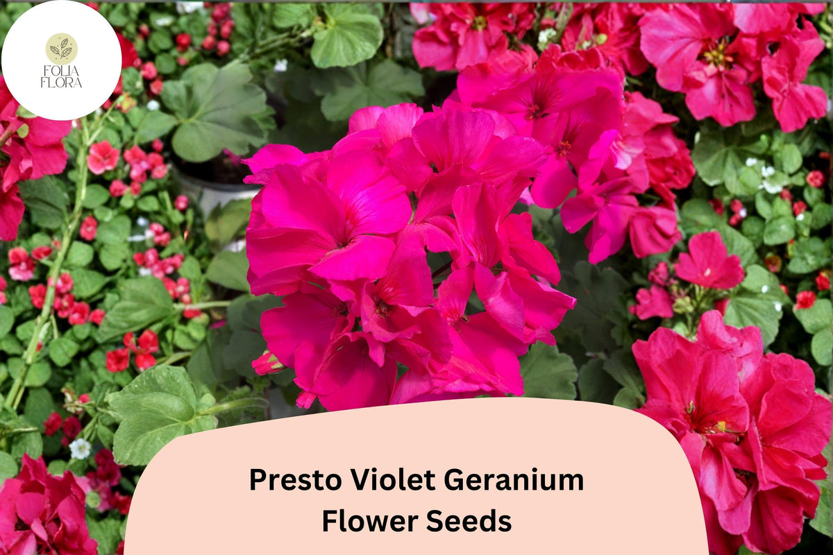 Presto Violet Geranium Seeds | Compact Zonal Pelargonium × hortorum ‘Presto Violet’ for Borders & Containers