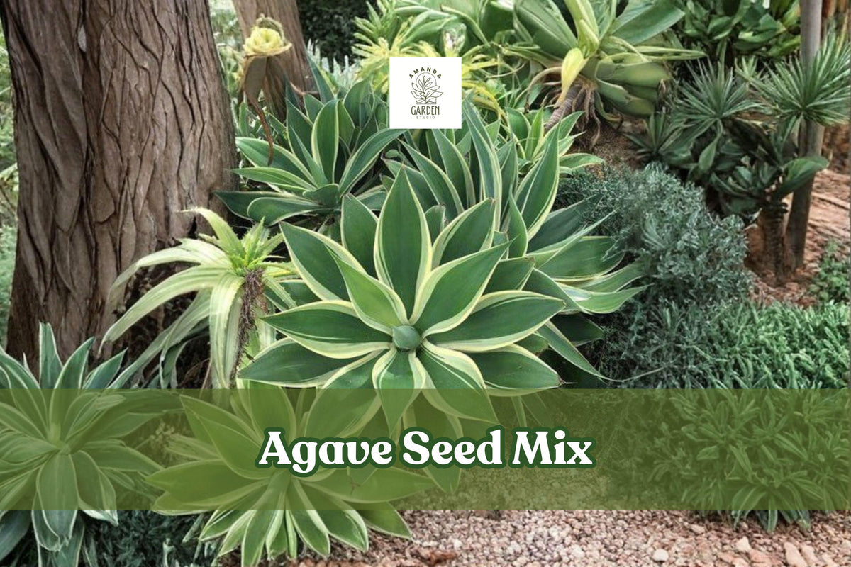 Agave Seed Mix – 50 Mixed Succulent Seeds, Drought-Tolerant, Ornamental, Agave spp.