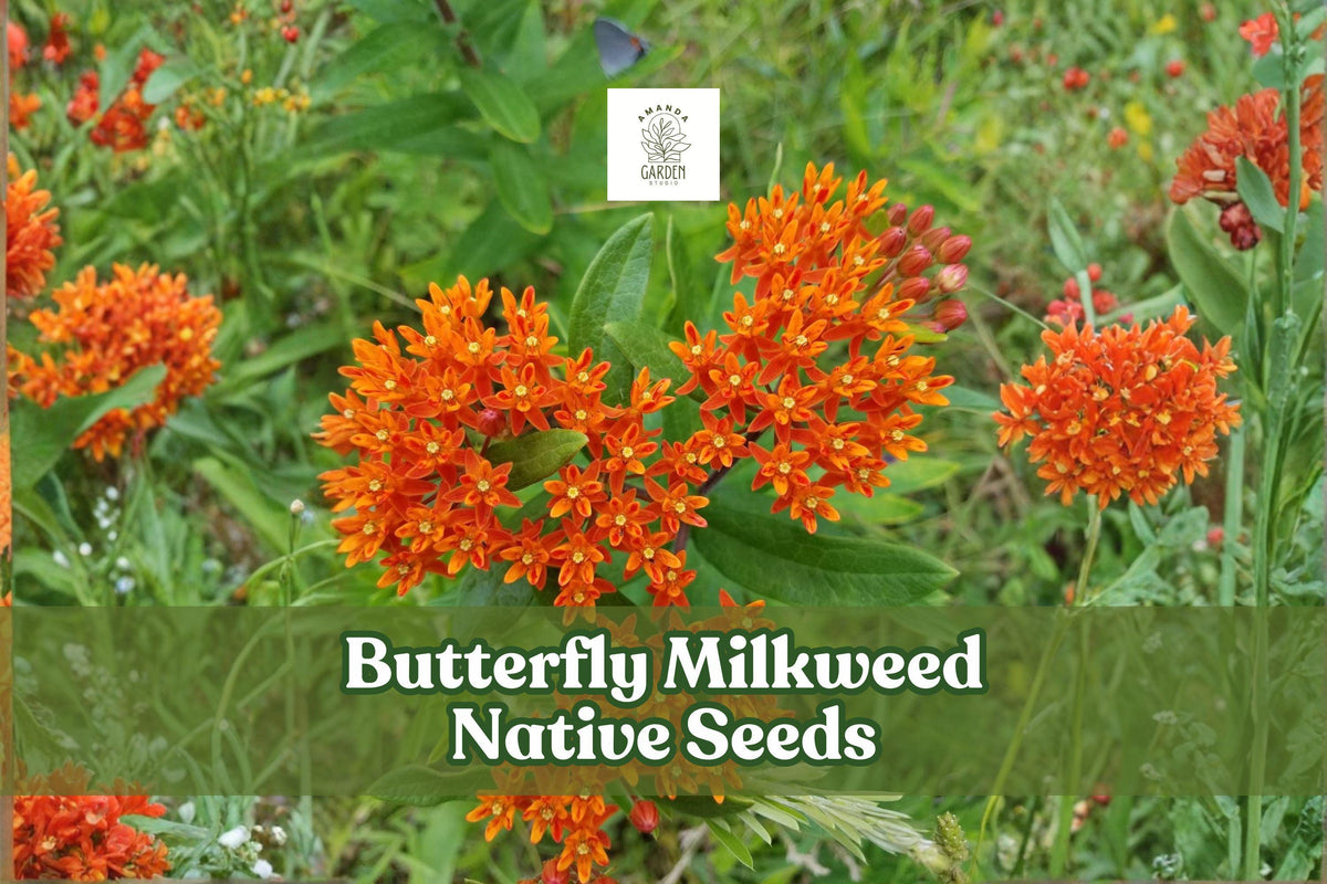Butterfly Milkweed Seeds – Native Wildflower, Monarch Butterfly Attractant, Asclepias tuberosa, Drought-Tolerant Perennial