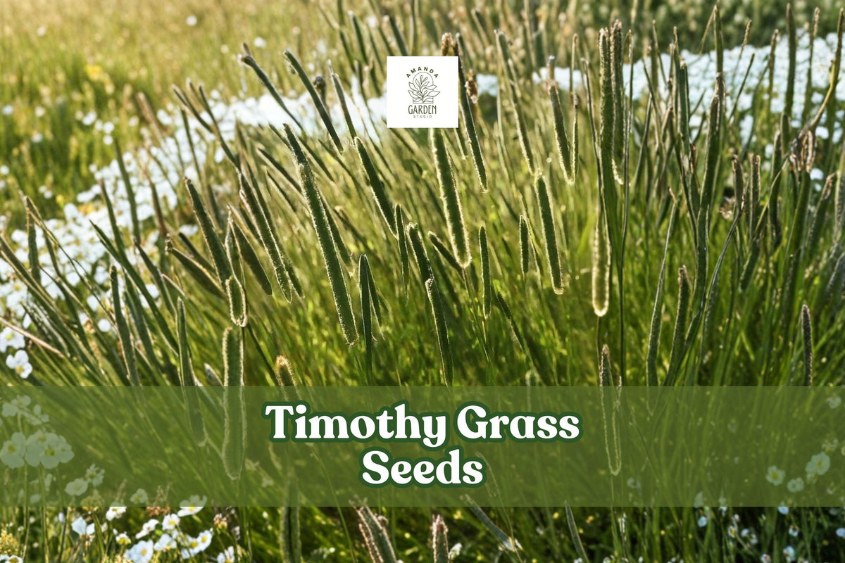 Timothy Grass Seeds (Phleum pratense, Climax Variety) – 2,000 Non-GMO Forage & Cover Crop