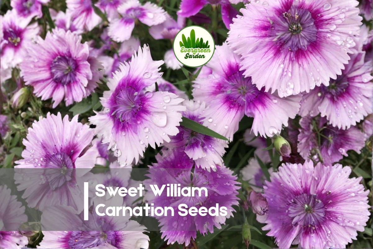200 Sweet William Carnation Seeds - Dianthus barbatus, Colorful Clusters, Easy to Grow, Borders & Cut Flowers