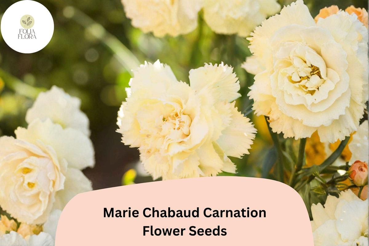 200+ Marie Chabaud Carnation Seeds | Dianthus caryophyllus | Yellow Fragrant Double Blooms for Garden, Borders & Cut Flowers