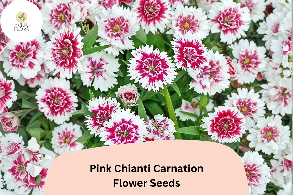 Pink Chianti Carnation Seeds – Bicolor Pink & White Dianthus caryophyllus for Garden, Borders, Containers, Cut Flowers