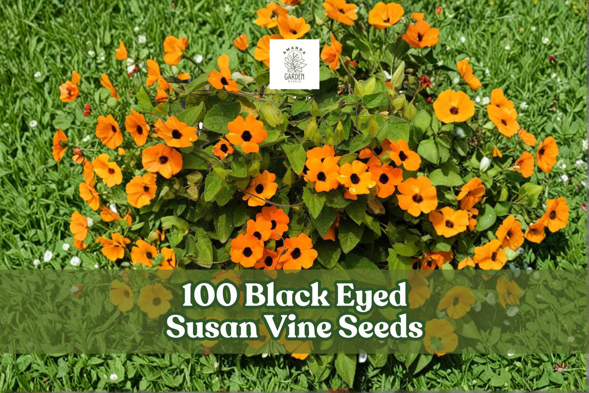 Black Eyed Susan Vine Seeds, Thunbergia alata, Climbing Flower Seeds, Yellow Orange Cream Blooms, Fast-Growing Vine, Fences & Trellises