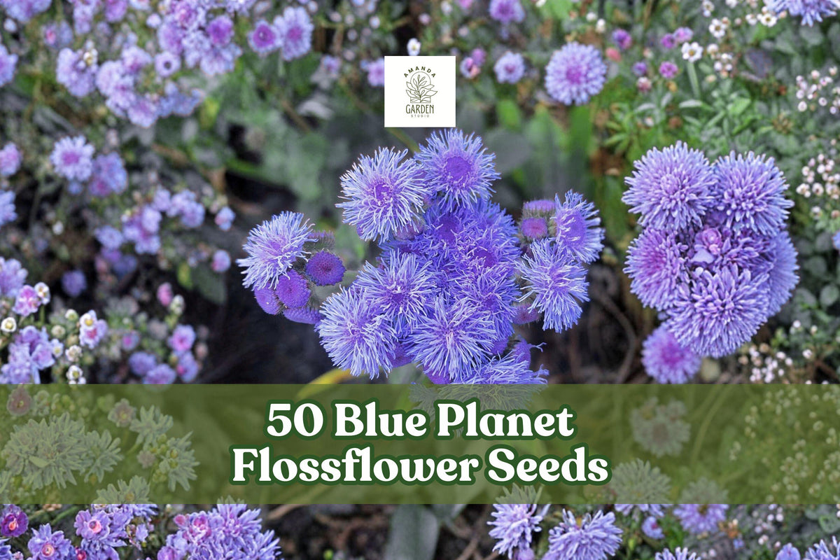Blue Planet Flossflower Seeds - Ageratum houstonianum, Blue Fluffy Blooms, Compact Annual for Borders & Containers, 50 Seeds
