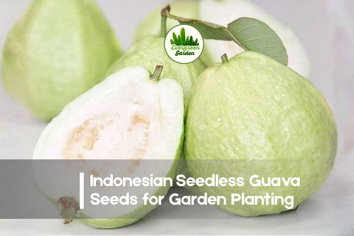 50+ Indonesian Seedless Guava Seeds – Tropical Fruit Tree, Seedless, Sweet, Psidium guajava