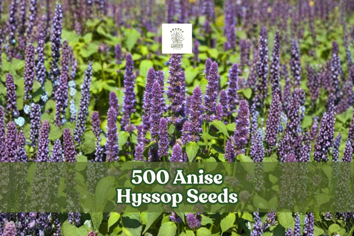 500 Anise Hyssop Seeds Agastache foeniculum Perennial Wildflower Lavender Purple Fragrant Pollinator Garden