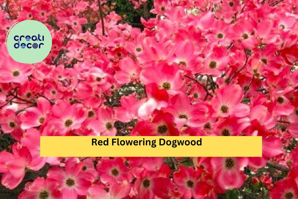 Red Flowering Dogwood Tree – Live Bare Root Ornamental Tree with Red Spring Blooms, Four-Season Foliage, Berries, Cornus florida