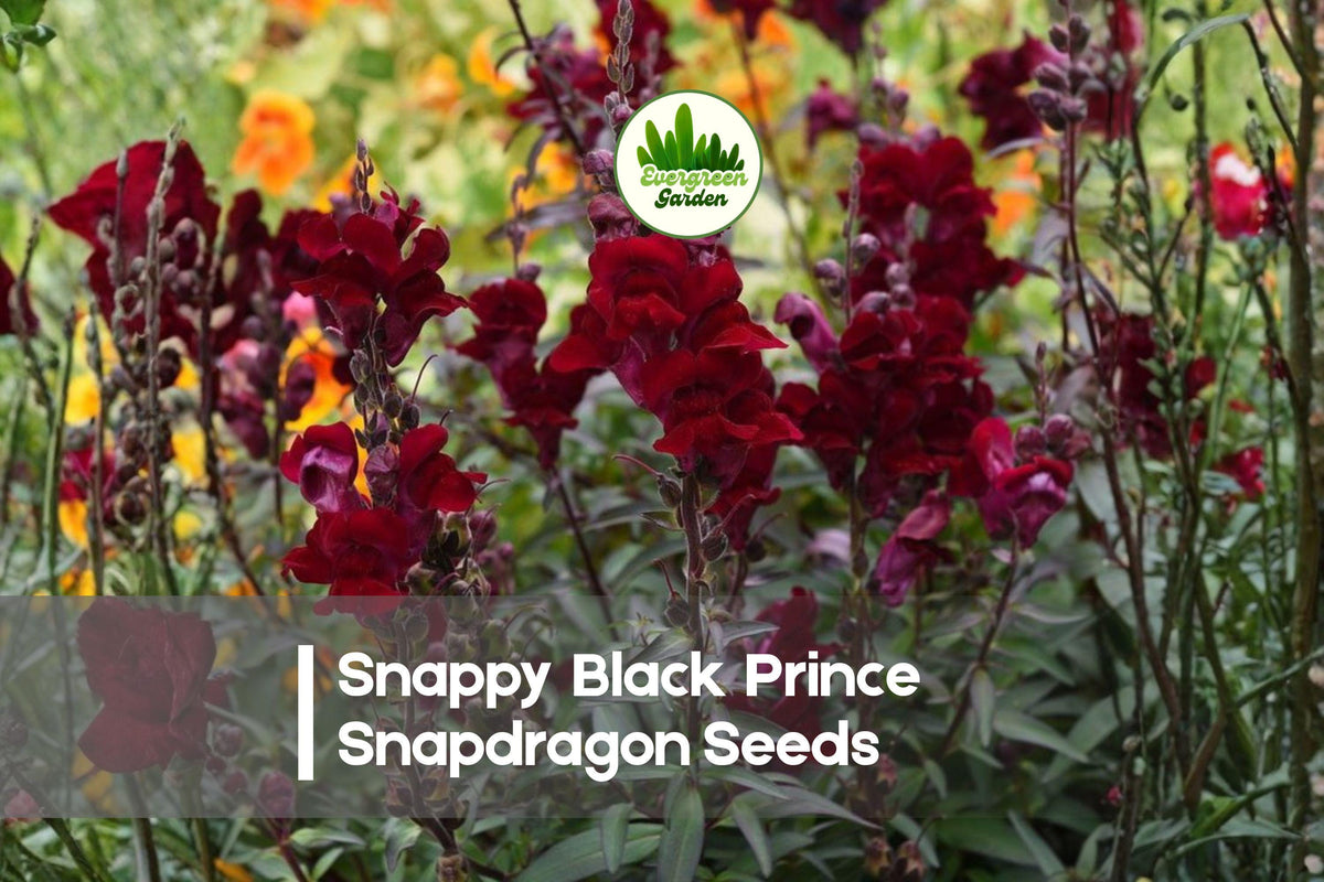 1000+ Black Prince Snapdragon Seeds | Antirrhinum majus | Deep Burgundy to Black-Red Blooms | Annual Flower for Borders & Cut Flowers