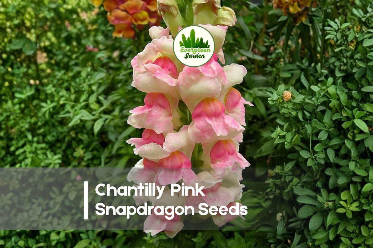 1000+ Chantilly Pink Snapdragon Seeds, Soft Pink Fragrant Blooms, Annual Flower, Antirrhinum majus