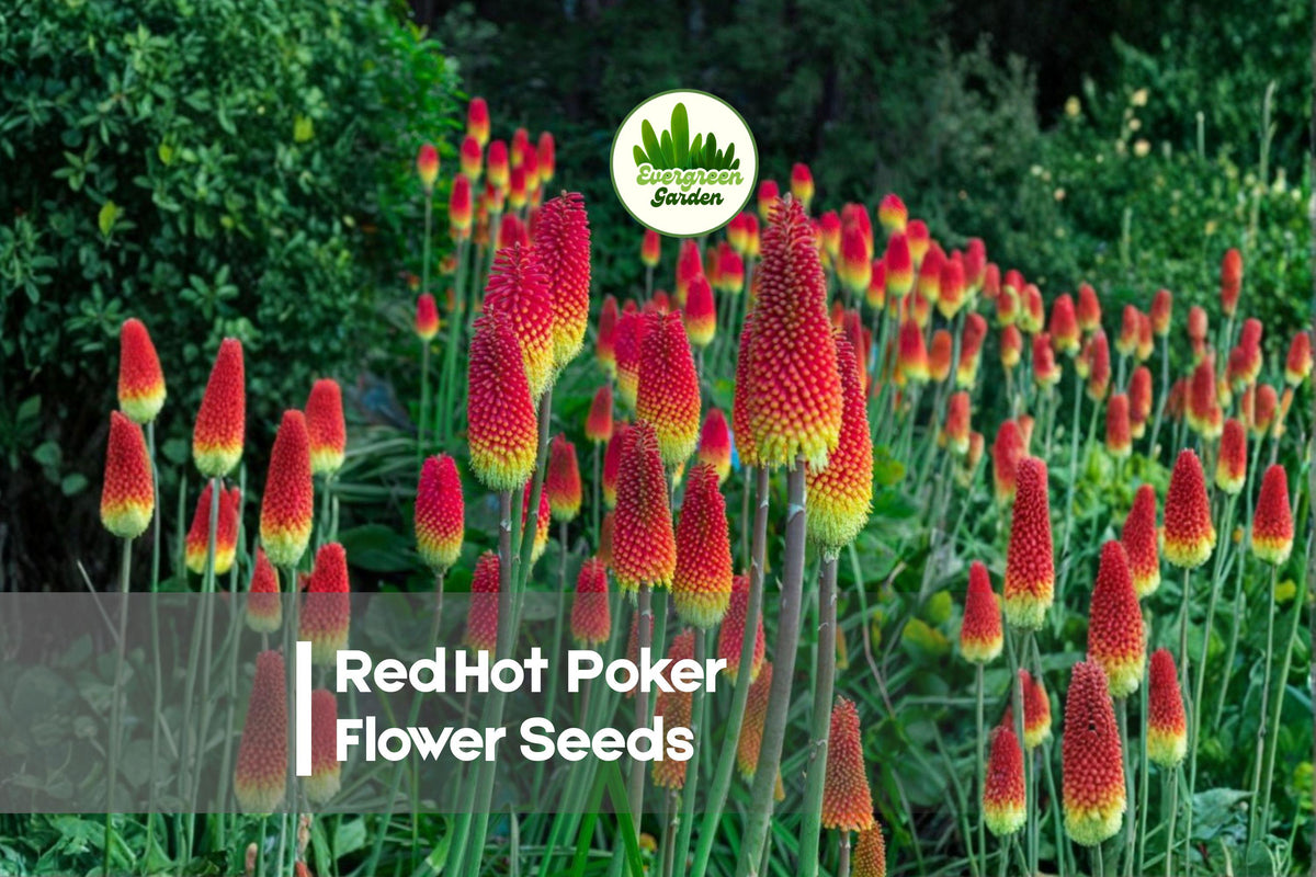 Red Hot Poker Flower Seeds - 100 Kniphofia uvaria Perennial, Bright Torch-Like Blooms, Attracts Pollinators, Drought & Heat Tolerant