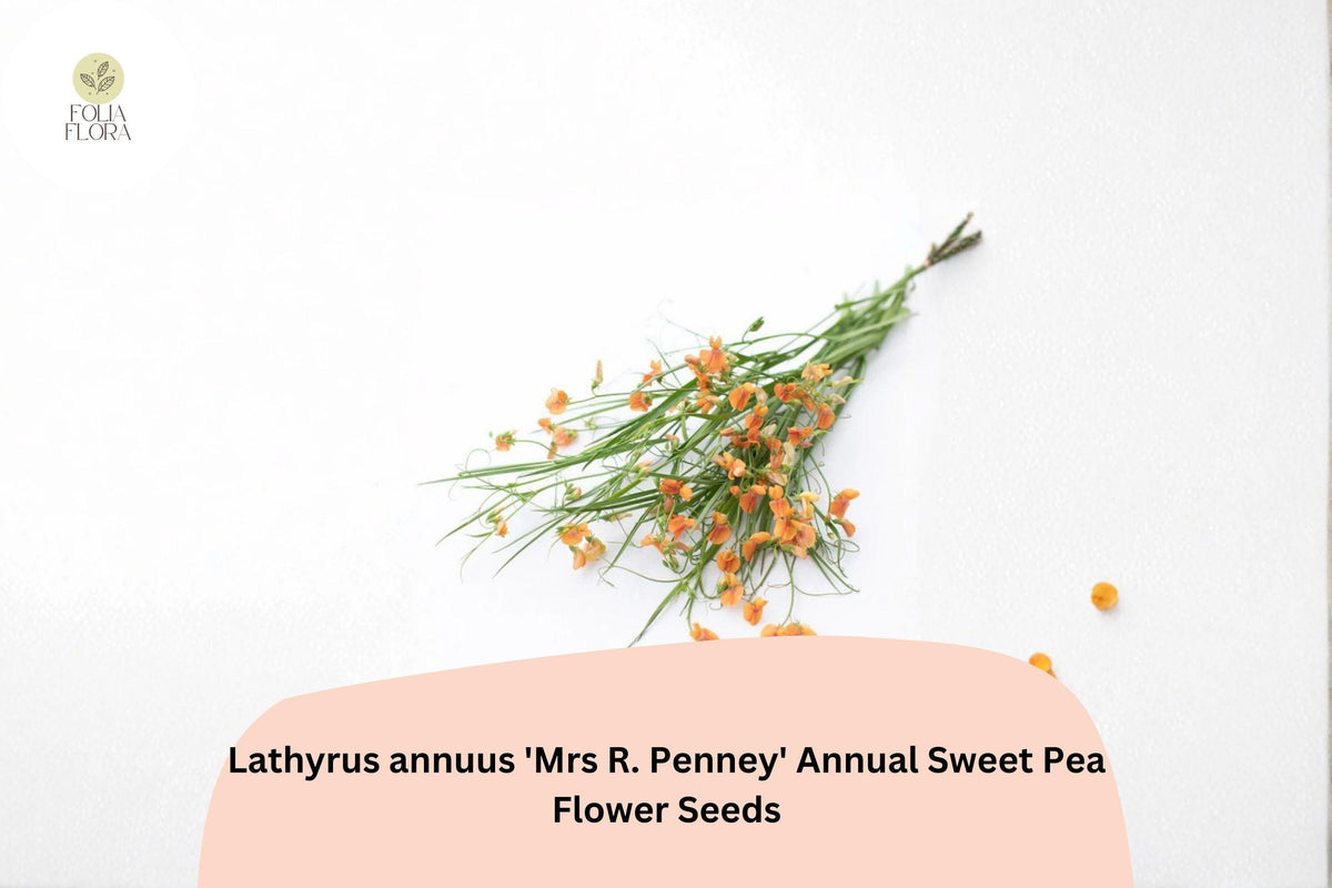 Mrs R. Penney Sweet Pea Seeds, Pastel Cottage Garden Flowers, Lathyrus annuus, Soft Pastel Blooms, Annual, 50+ Seeds
