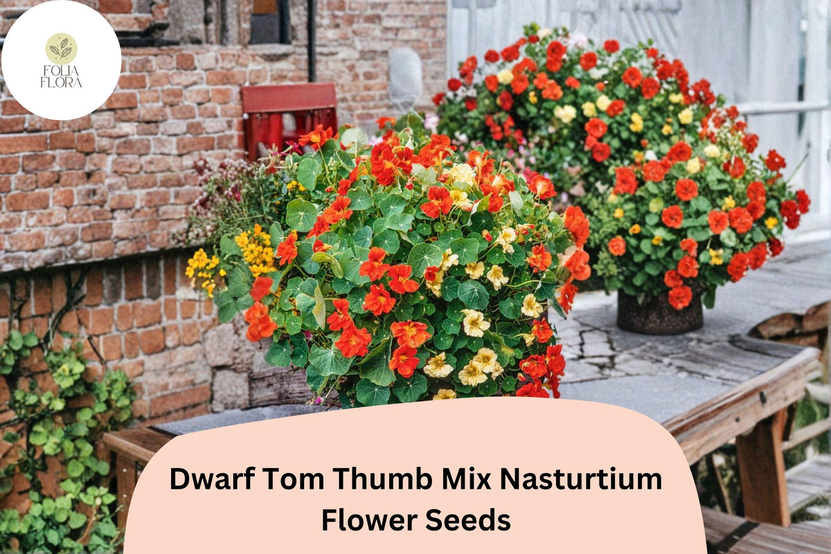 Dwarf Nasturtium Seeds | Tom Thumb Mix | Bright Red, Orange, Yellow Flowers | Tropaeolum majus | Compact Annual for Borders & Containers