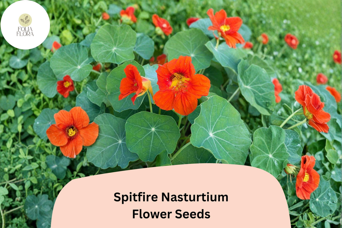 Spitfire Nasturtium Seeds | Trailing Annual with Fiery Red-Orange Blooms | Tropaeolum majus for Garden, Containers & Borders
