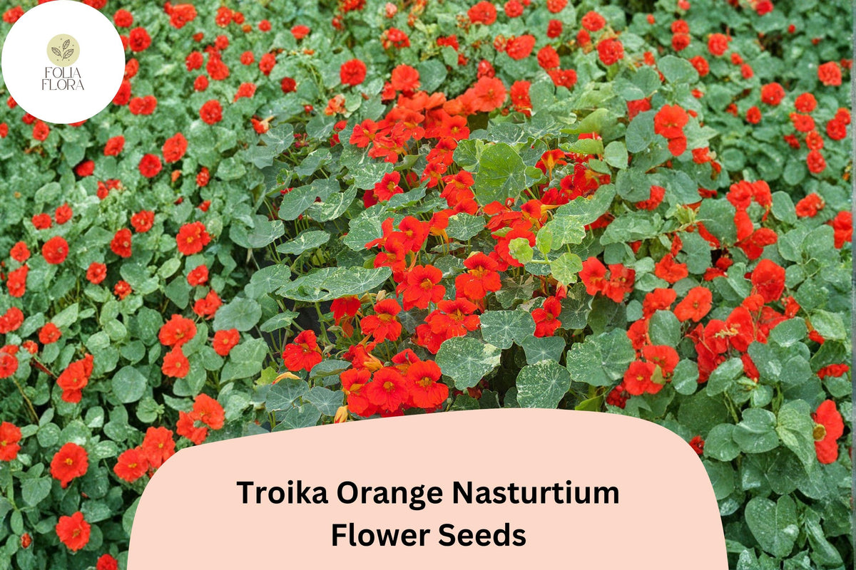 50+ Troika Orange Nasturtium Seeds | Tropaeolum majus Bright Orange Blooms for Containers & Garden Borders