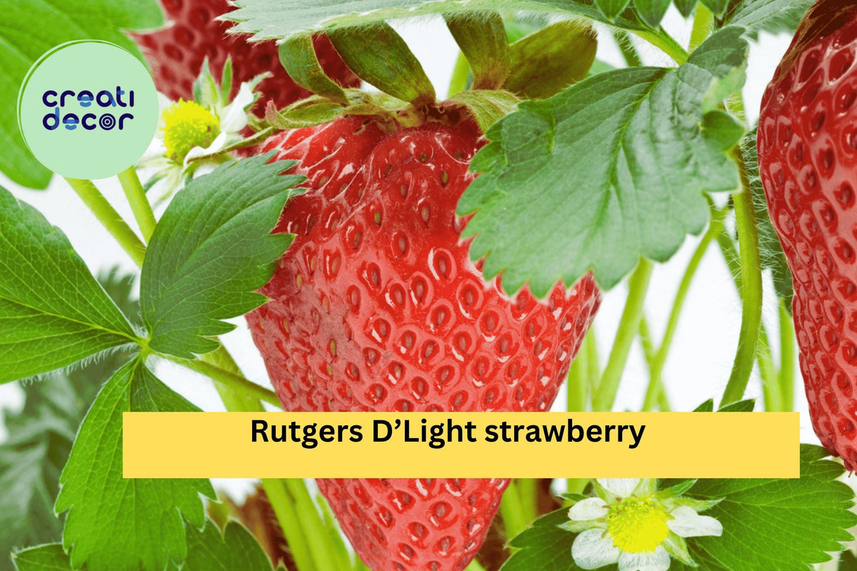 Rutgers D’Light Strawberry Roots – 25 Bare Root Plants, Ever-Bearing Fragaria × ananassa, Sweet Red Fruit, Hardy Perennial Zones 4–9