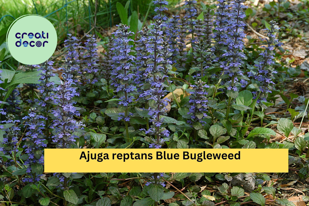 Ajuga reptans Blue Bugleweed – 2 Live Perennial Ground Cover Plants with Blue Flower Spikes, Hardy Shade-Loving Spreader for Zones 3–10