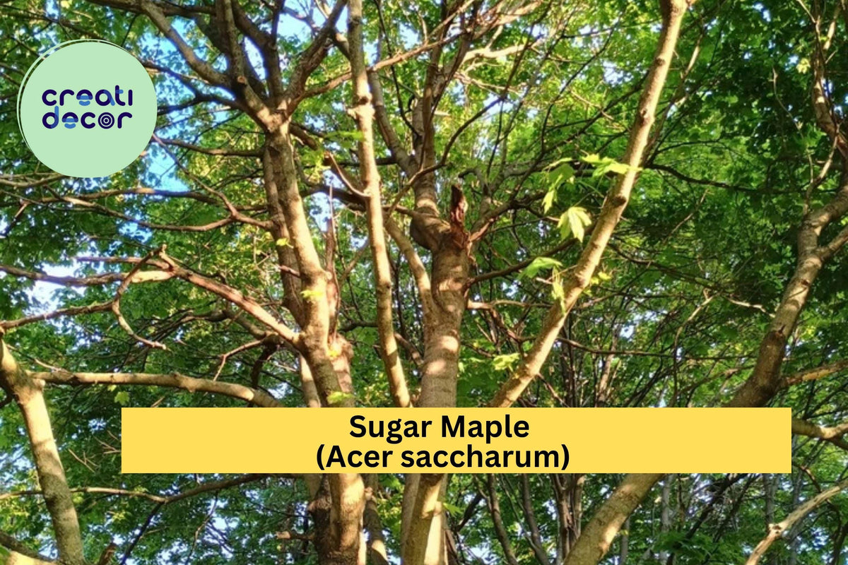 Sugar Maple Tree Bare Root Seedling – Acer saccharum Deciduous Shade Tree for Landscaping and Fall Foliage