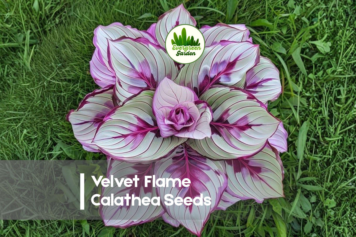 25+ Velvet Flame Calathea Seeds | Tropical Foliage Plant | Deep Red Velvety Leaves | Calathea spp. for Indoor & Shade Gardens
