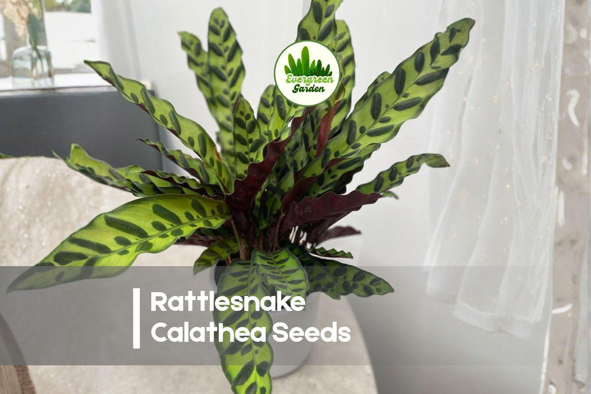 25+ Rattlesnake Calathea Seeds | Tropical Foliage Plant | Calathea lancifolia | Shade Garden, Indoor Pot