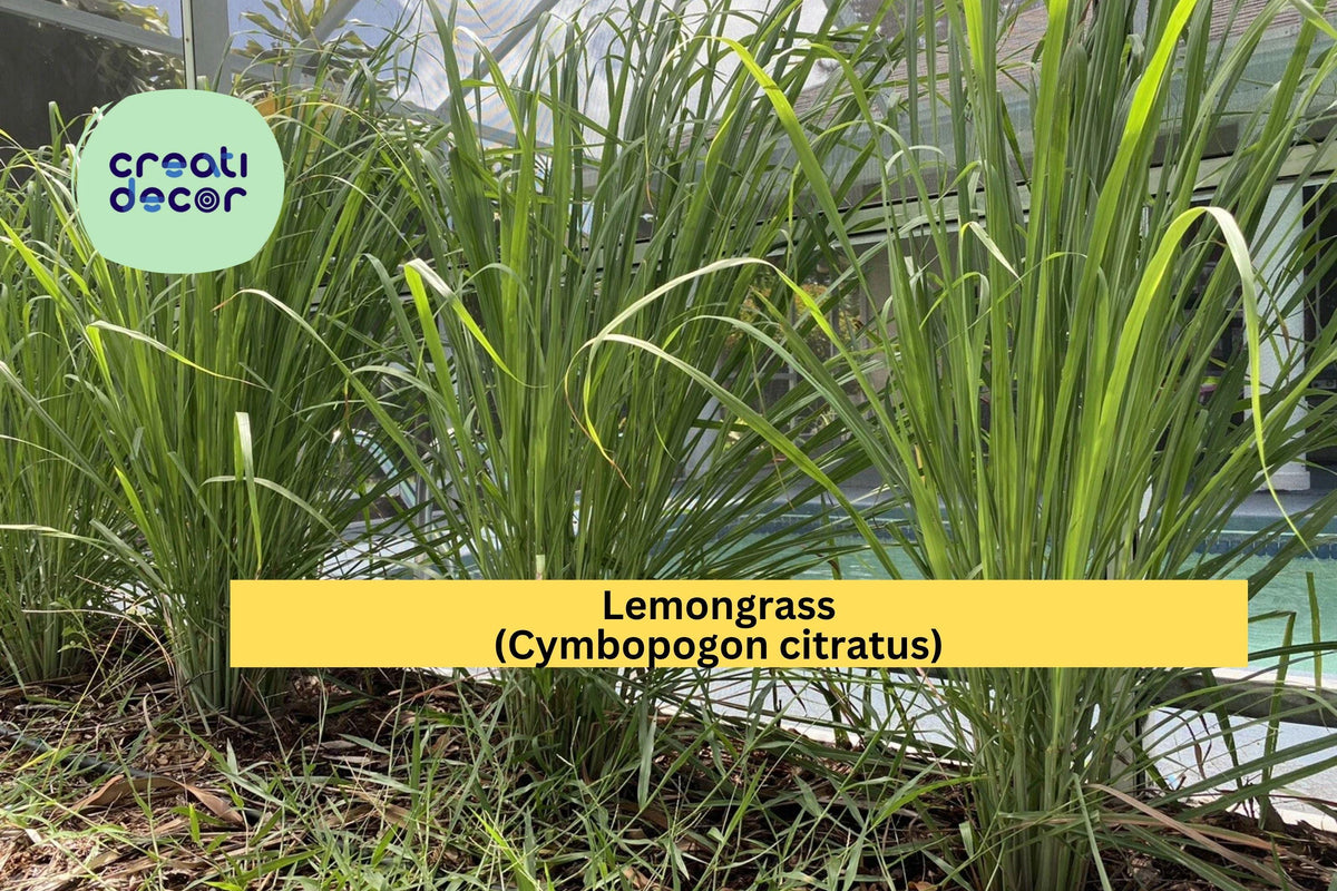 Lemongrass Live Plants – 3 Fully Rooted Cymbopogon citratus Herbaceous Perennials for Culinary & Garden Use