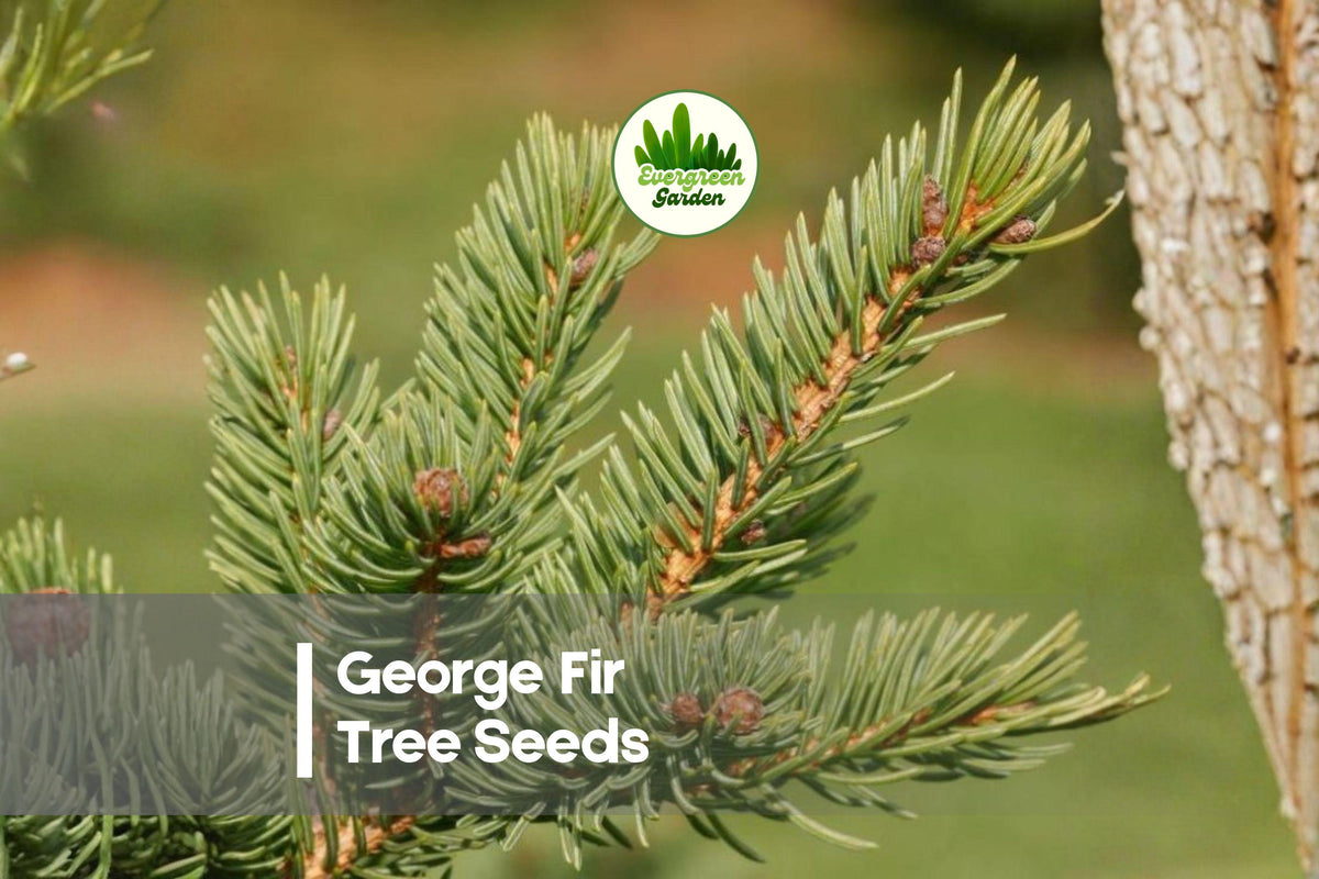 George Fir Seeds - Abies forrestii var. georgei, Blue-Green Evergreen Tree, Pyramidal Shape, Hardy Landscaping Plant