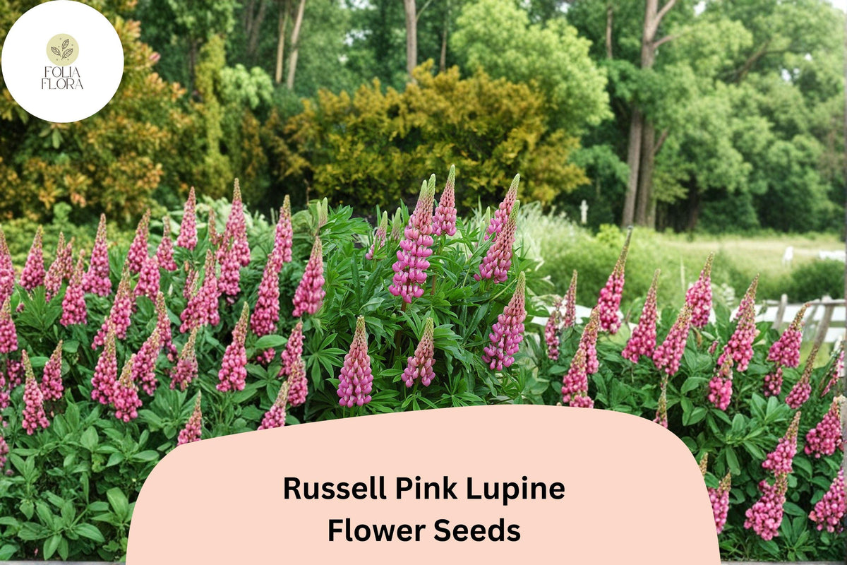 25+ Russell Pink Lupine Seeds | Pink Flower Spikes | Lupinus polyphyllus Perennial for Cottage Gardens & Pollinator Attracting