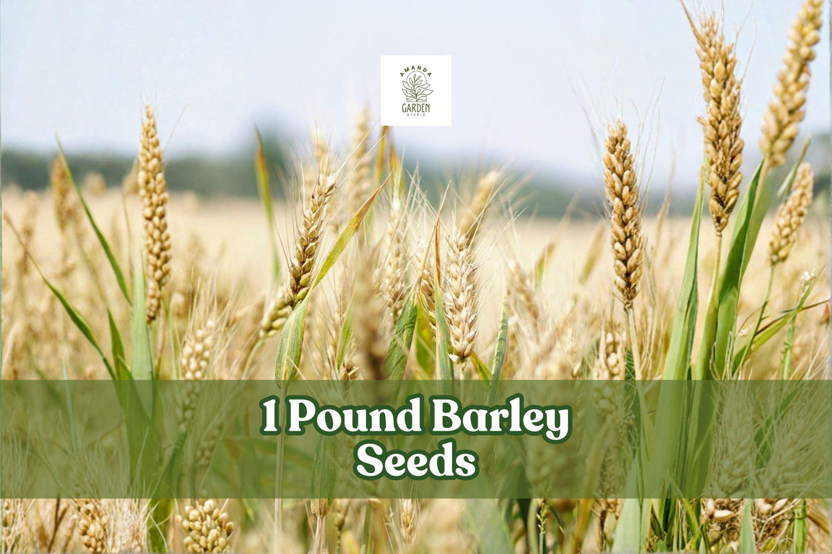 Whole Barley Seeds 1 lb Hordeum vulgare Non-GMO for Sprouting, Juicing, Home Brewing, Malting