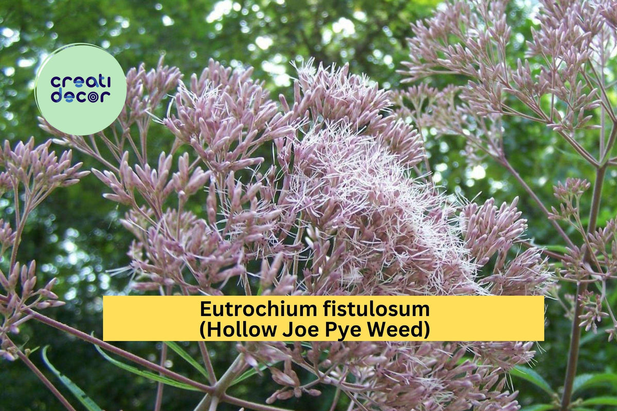 Eutrochium Fistulosum Seeds – Hollow Joe Pye Weed Native Perennial for Pollinators & Rain Gardens, 100 Seeds