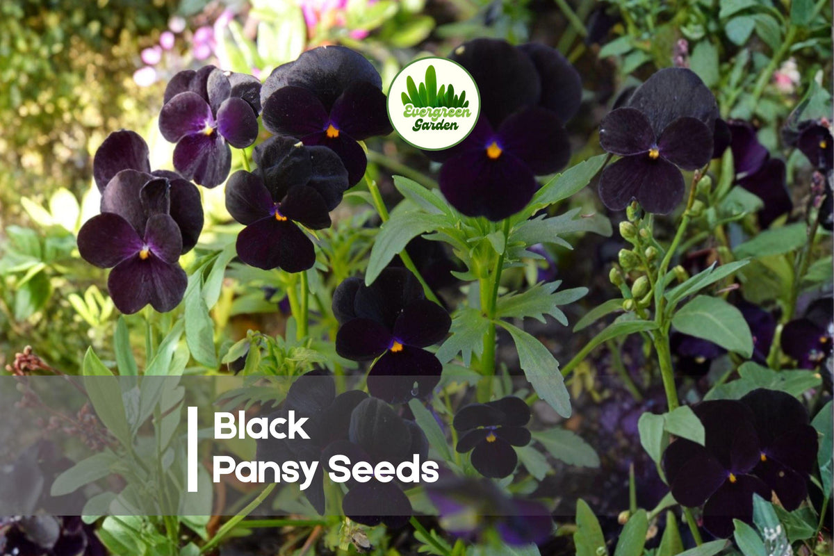 Black Pansy Seeds, Viola x wittrockiana, 100 Pack, Deep Velvety Blooms, Cool-Season Annual for Pots & Borders