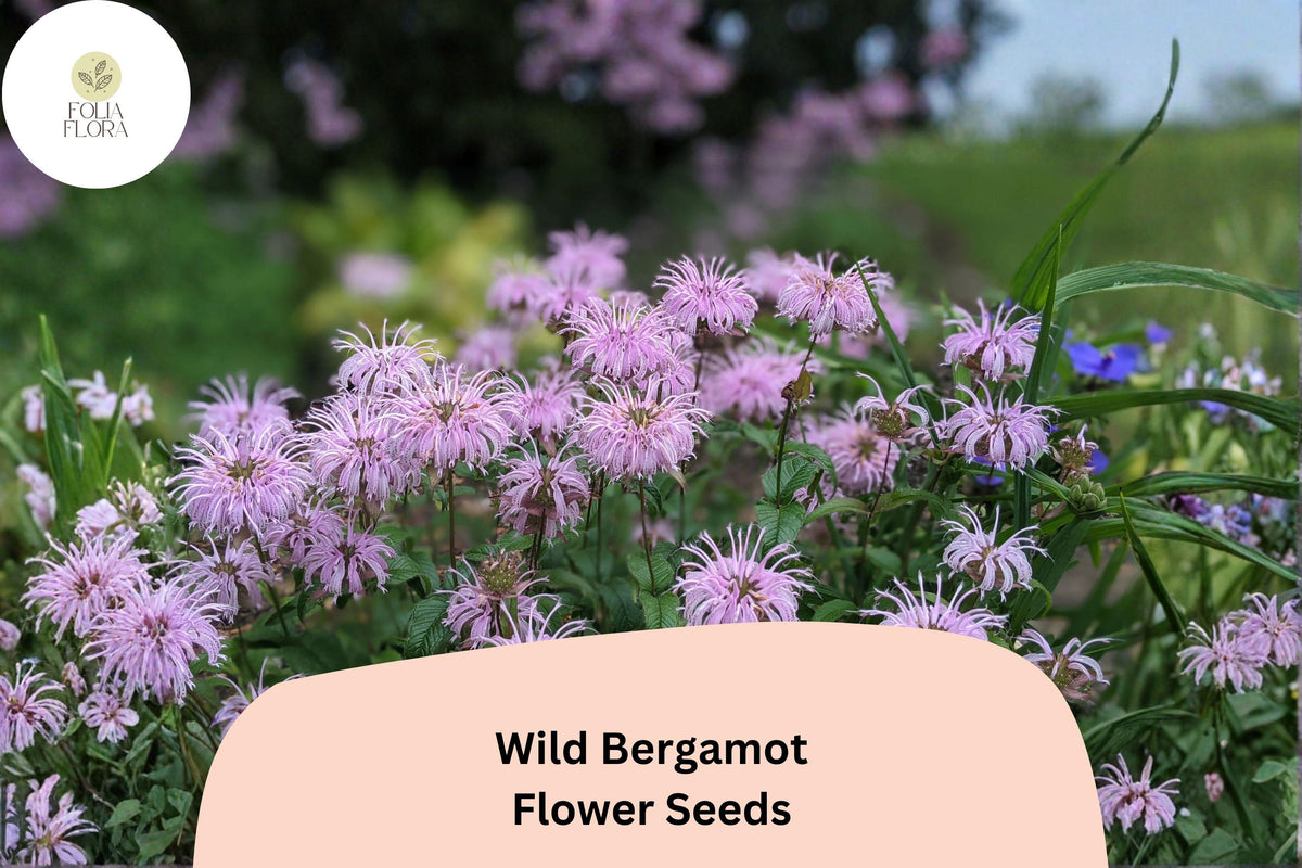 Wild Bergamot Seeds | Monarda fistulosa Perennial for Pollinator & Prairie Gardens, Lavender Flowers