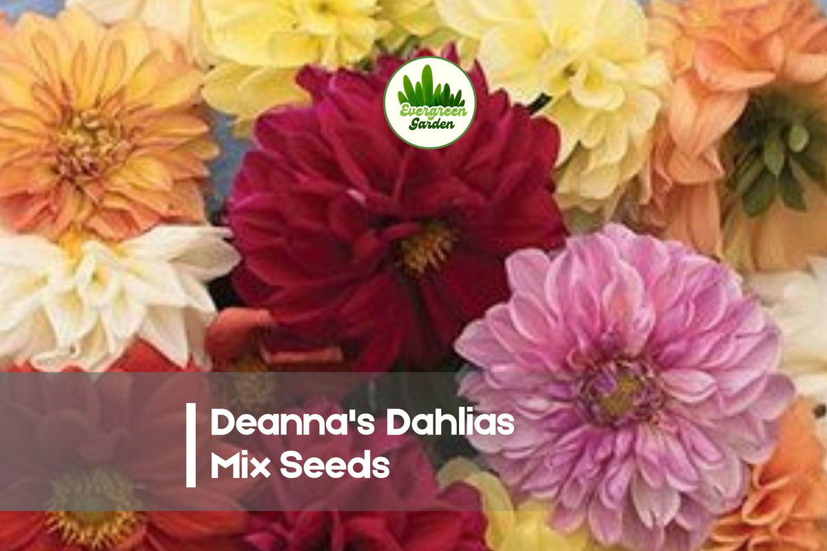 Dahlia Seeds - 100+ Deanna’s Dahlias Exotic Mix, Vibrant Multi-Color Blooms, Cut Flowers, Garden Borders, Container Planting
