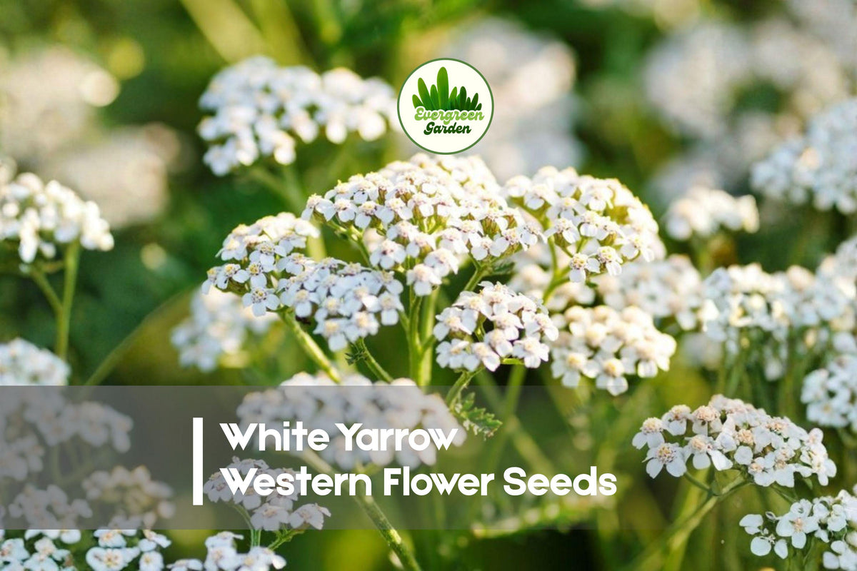 1000 White Yarrow Wildflower Seeds - Achillea millefolium Perennial, Pollinator Friendly, Drought Tolerant, Full Sun to Partial Shade