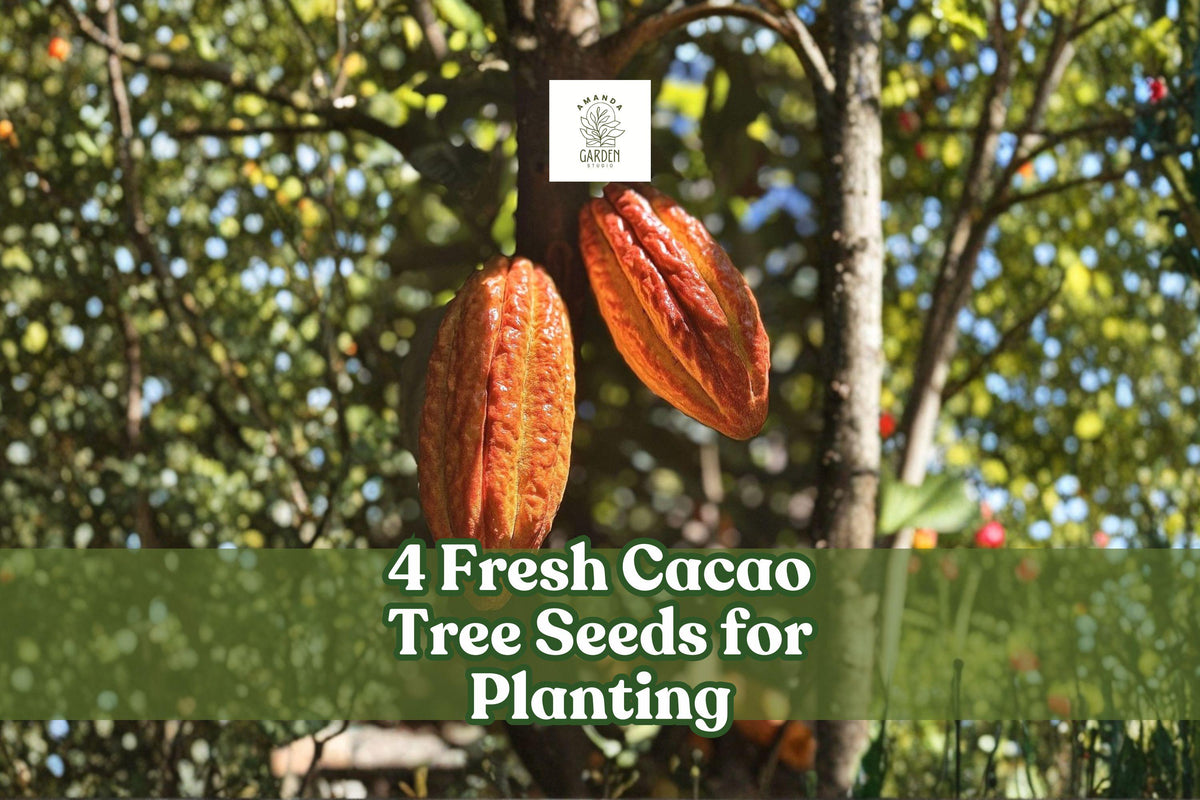 Fresh Theobroma cacao Seeds – Tropical Cacao Tree for Planting, Exotic Fruit Tree, Green Foliage, Wet Pack