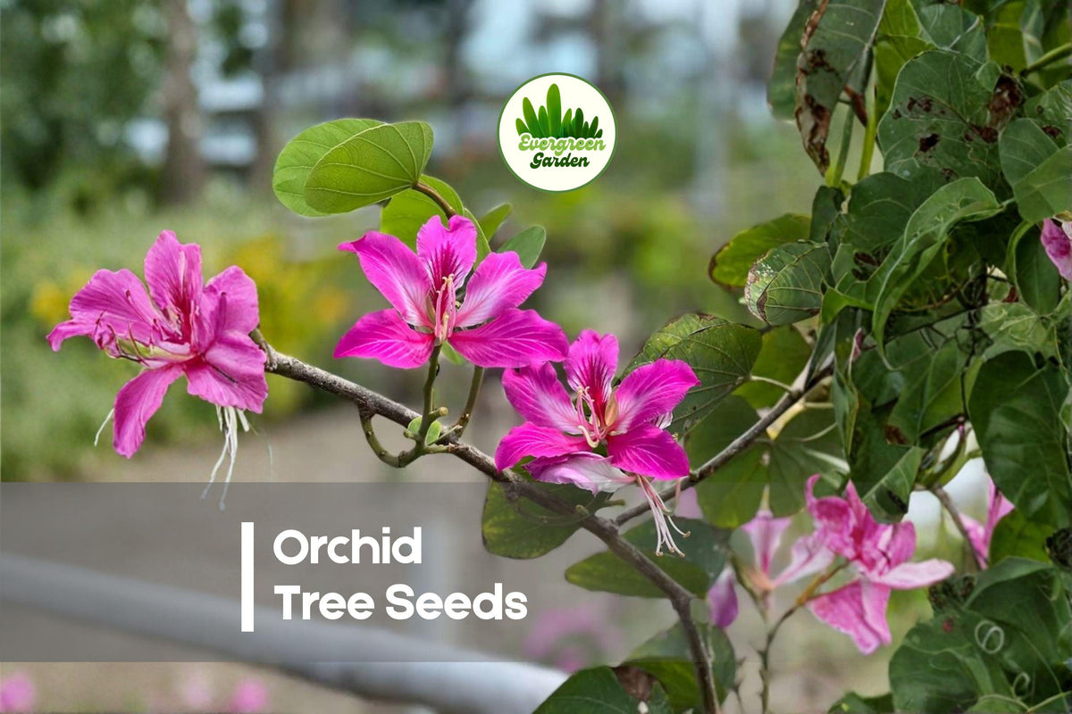 10 Orchid Tree Seeds - Bauhinia purpurea Butterfly Tree Flowering Ornamental Tree for Gardens & Landscaping