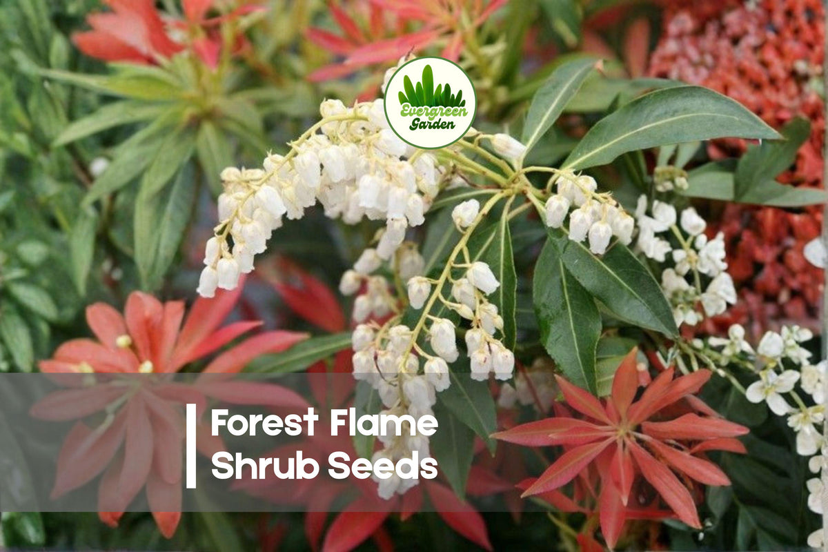 30 Forest Flame Shrub Seeds | Evergreen Pieris japonica with Red New Growth & White Flowers | Ornamental Garden Plant