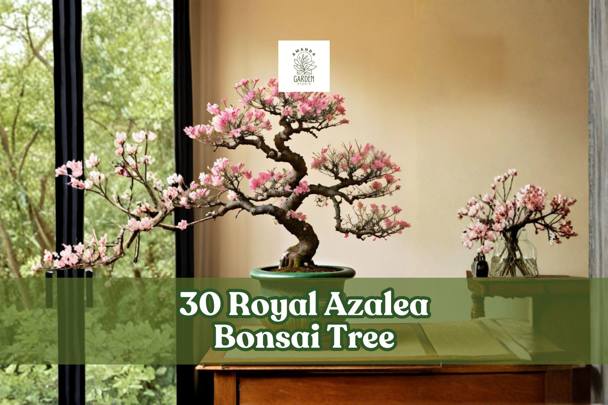 Royal Azalea Bonsai Seeds – Rhododendron schlippenbachii Pink Flower, Deciduous Shrub, Easy to Grow, 30 Seeds