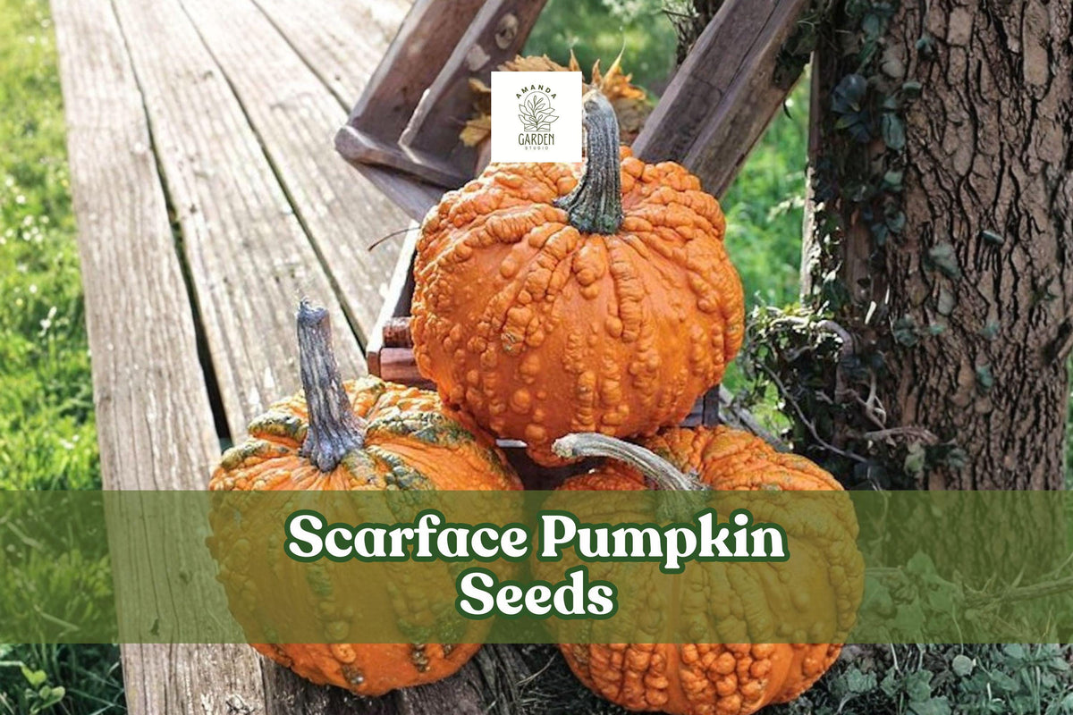 10 Scarface Pumpkin Seeds – Red Cucurbita pepo Vining Pumpkin for Garden & Decorative Growing