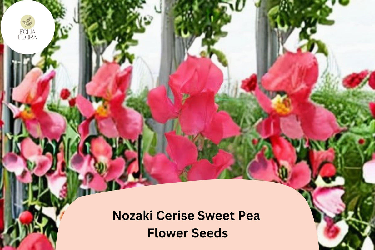 Cerise Pink Sweet Pea Seeds | Climbing Annual Vine | Lathyrus odoratus | Bright Cerise Flowers for Gardens & Cut Flowers