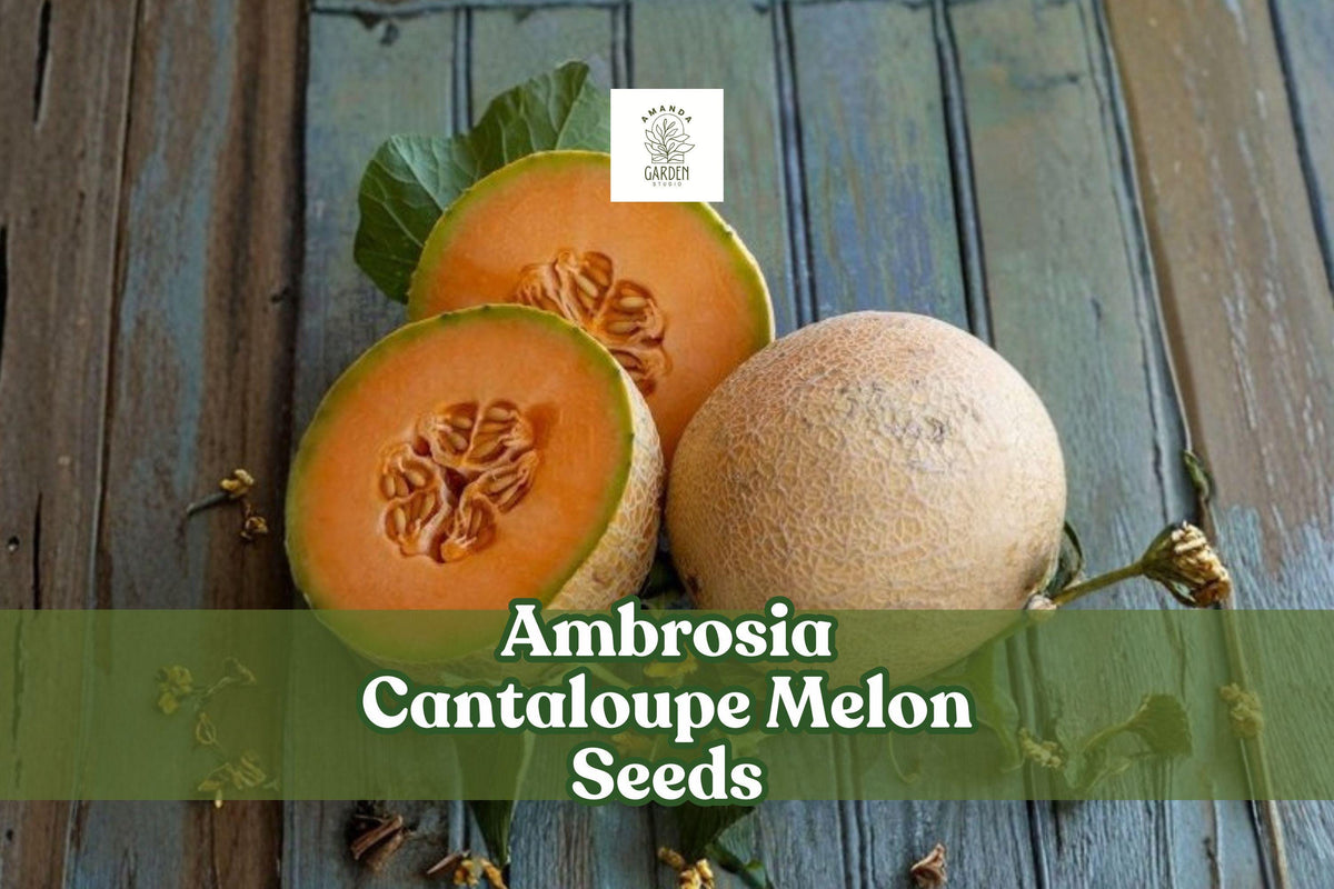 Ambrosia Cantaloupe Melon Seeds for Planting | Sweet Aromatic Cucumis melo | Home Garden Vining Melon Seeds