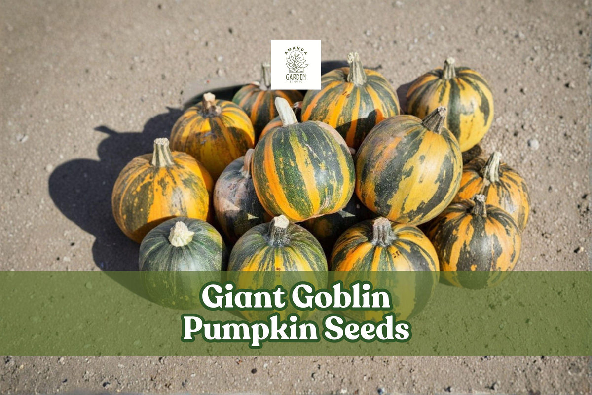 Giant Goblin Pumpkin Seeds – Large Decorative Cucurbita Maxima for Fall Garden, Vining Pumpkin, Autumn Decor, 10 Seeds