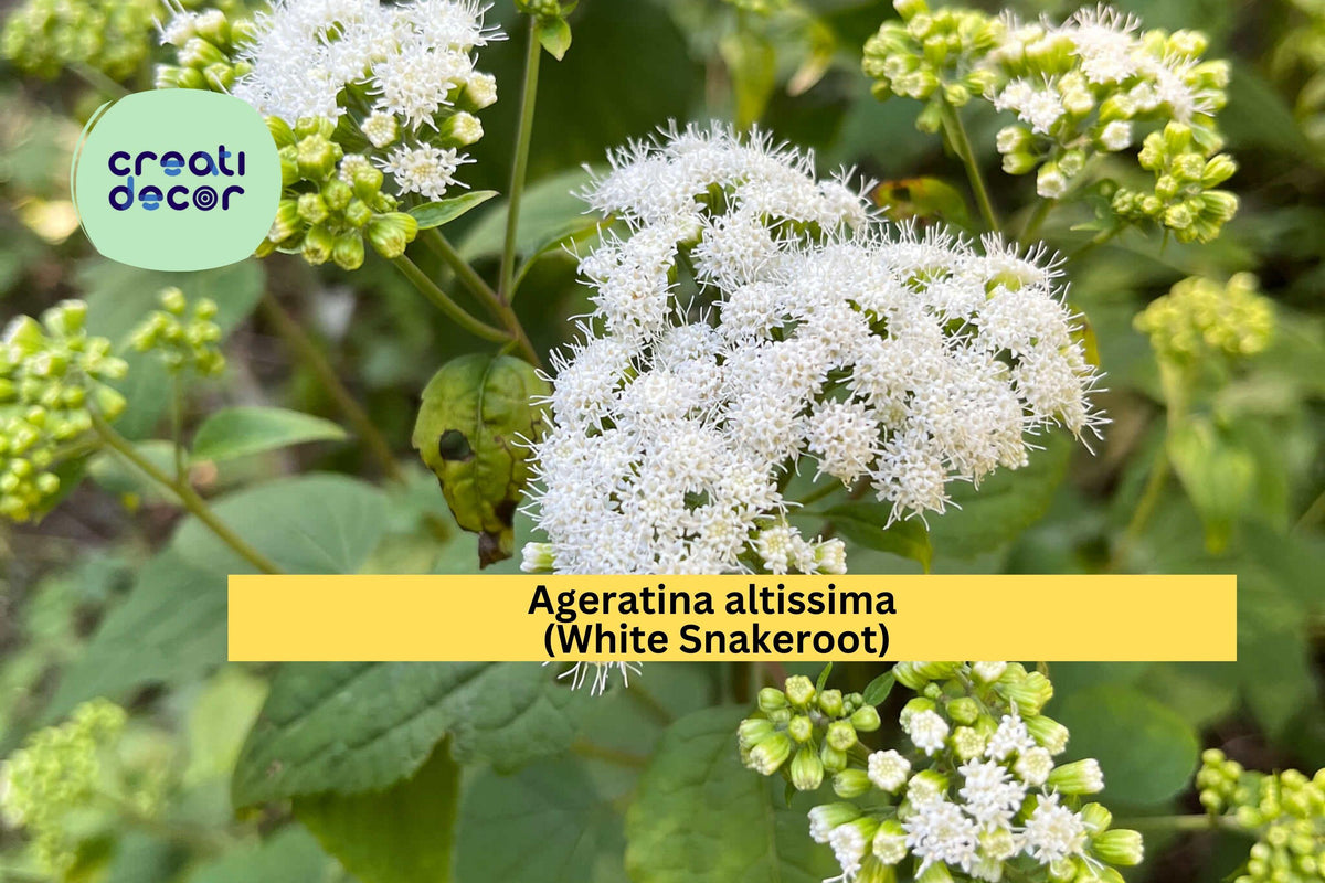 Ageratina Altissima Seeds 500 White Snakeroot Native Shade Wildflower Pollinator-Friendly Perennial