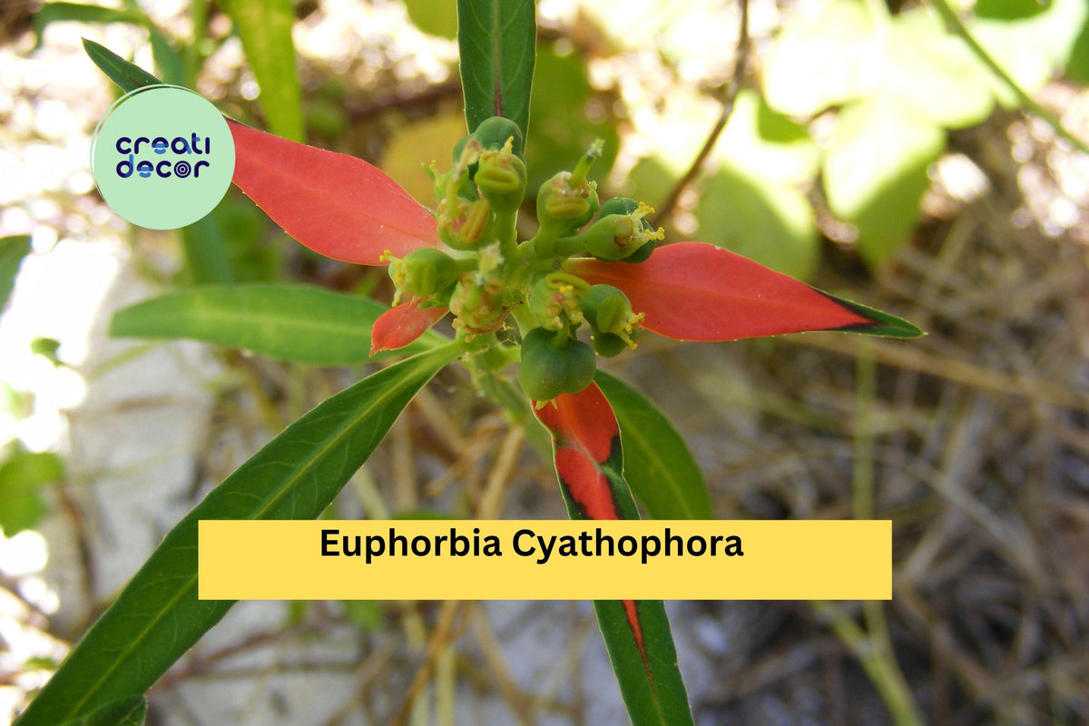 Euphorbia cyathophora Seeds – Wild Poinsettia Fire-on-the-Mountain Annual for Pollinator Gardens & Containers, 10 Seeds