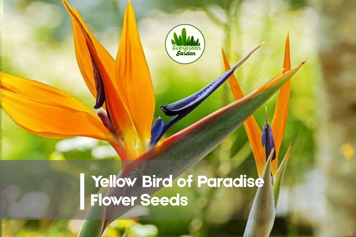 Yellow Bird of Paradise Flower Seeds – 5 Premium Caesalpinia gilliesii Tropical Ornamental Shrubs for Gardens & Containers