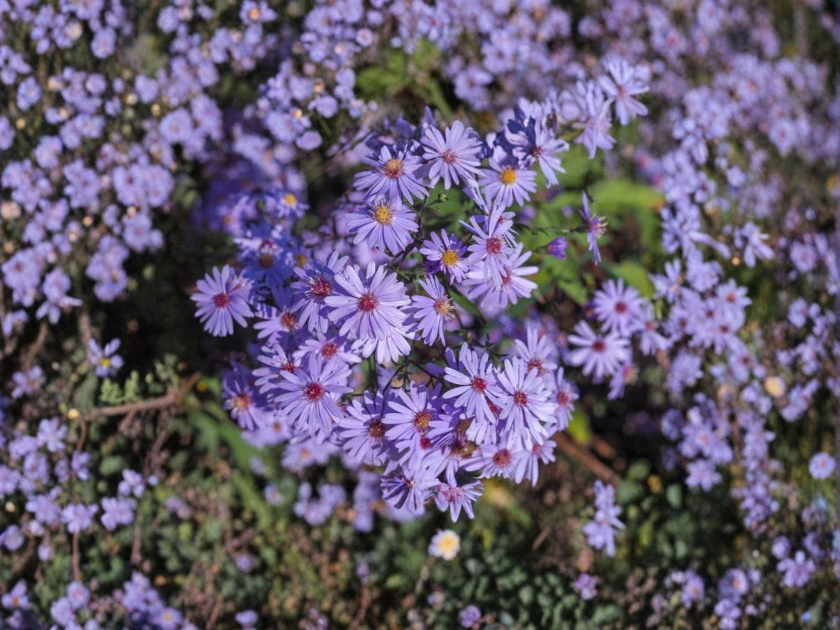 Symphyotrichum cordifolium Heart-leaved Aster Seeds | Native Perennial Wildflower for Shade & Pollinators