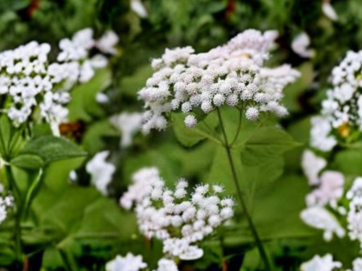Ageratina Altissima White Snakeroot Seeds – Native Wildflower for Shade Gardens & Pollinator Support