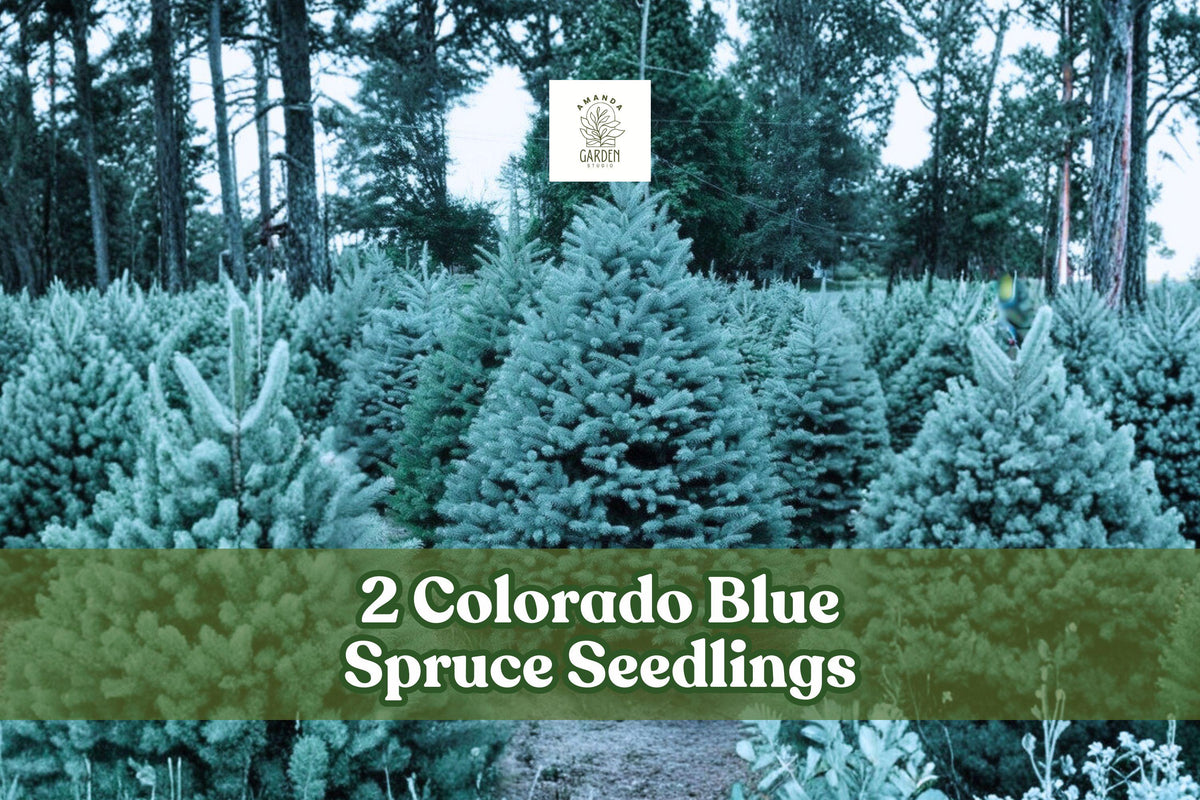 Colorado Blue Spruce Seedlings – Live Evergreen Trees, Picea pungens, Silvery-Blue Needles, Cold-Hardy, Landscaping, Reforestation